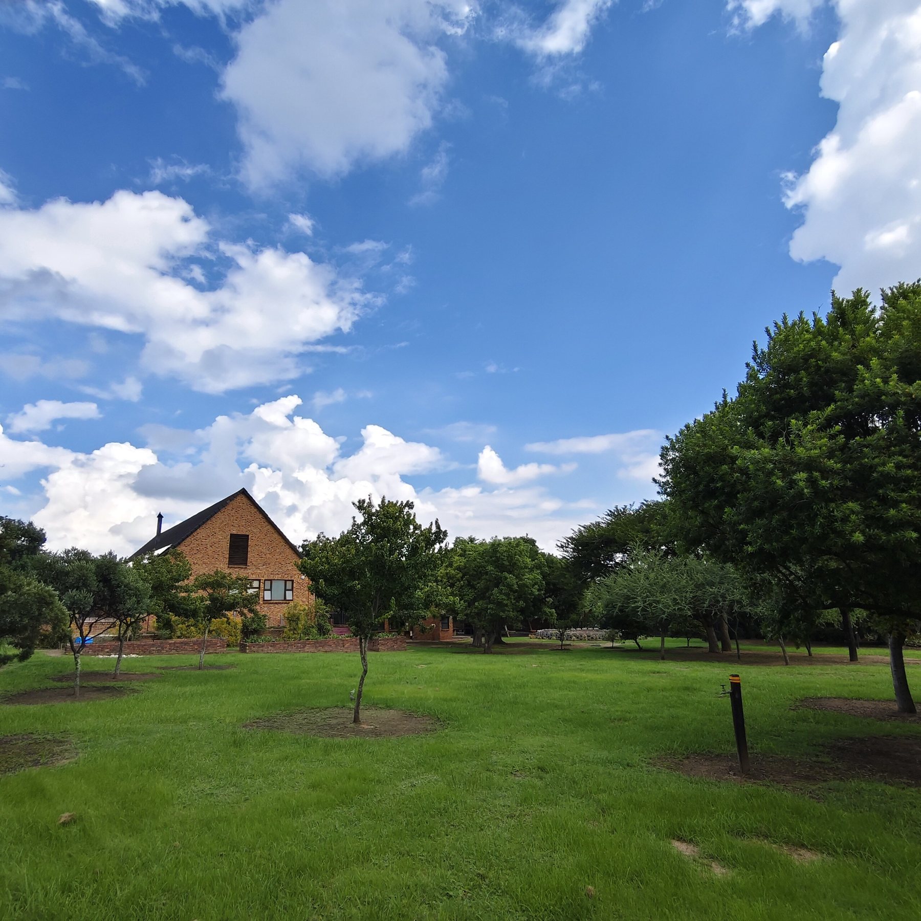 The lawn