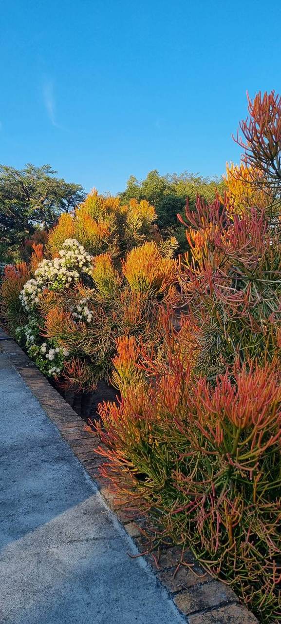 Succulent garden